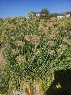 Healthy Organically Grown Garlic Chives