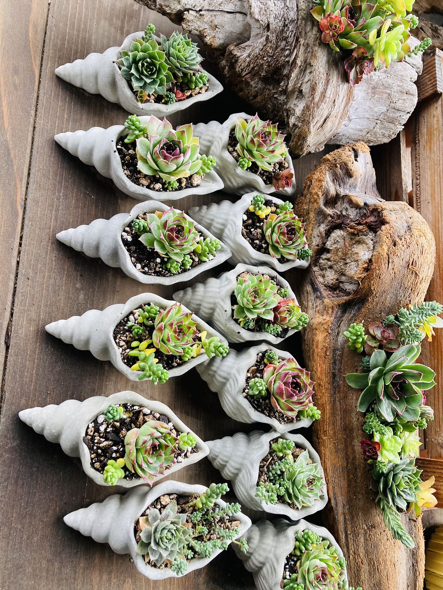 Cement Sea Shell Succulent Planter | Cement Sea Shell Decor