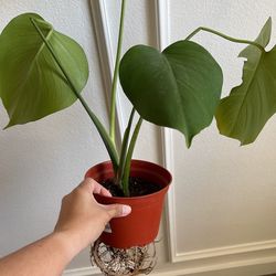 Monstera Deliciosa (Live Indoor Plant)
