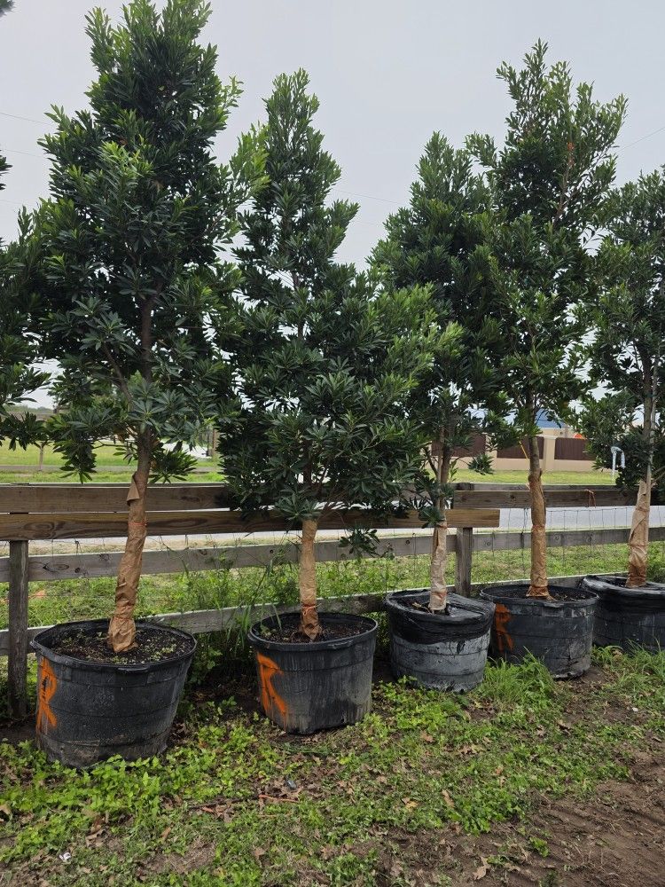 Japanese Blueberry Tree 45gallones