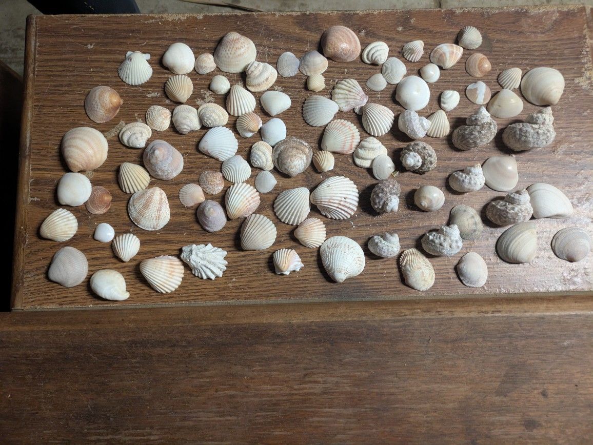 Lot Of Various Sea Shells
