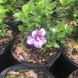 Althea / Rose Of Sharon/ Hibiscus 