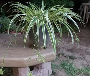 Spider Plant