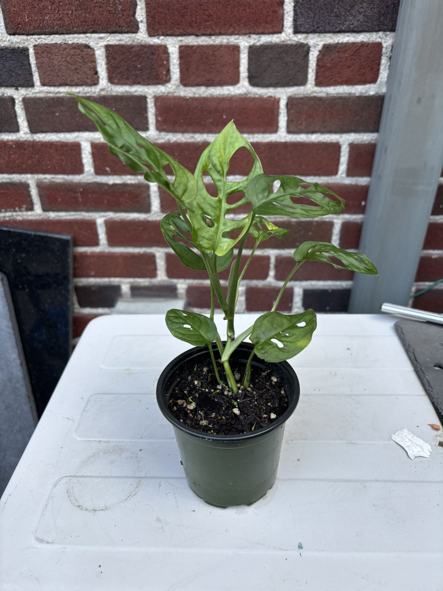 Swiss Cheese Plant