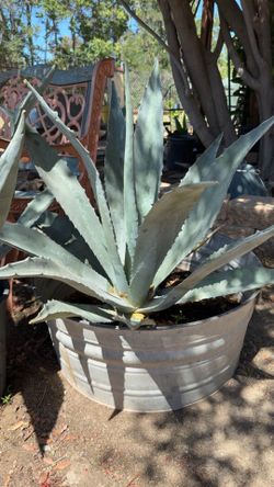 Agave/ maguey