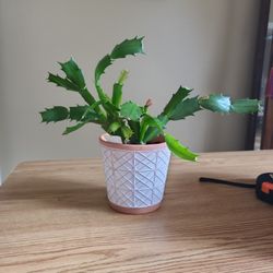 Plant And Pot $6  Each Christmas Cactus