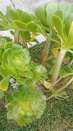 Beautiful Plant in ceramic pot