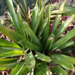 10 Bromelias Por 20$