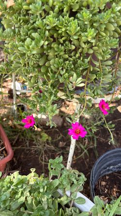 Small Lives Puerto Luca