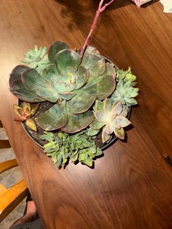 Nice, beautiful,  pot. with succulents   I be over in 20