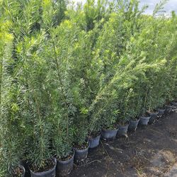 podocarpus     Instant Privacy Hedge For Fence Green Full Ready $10