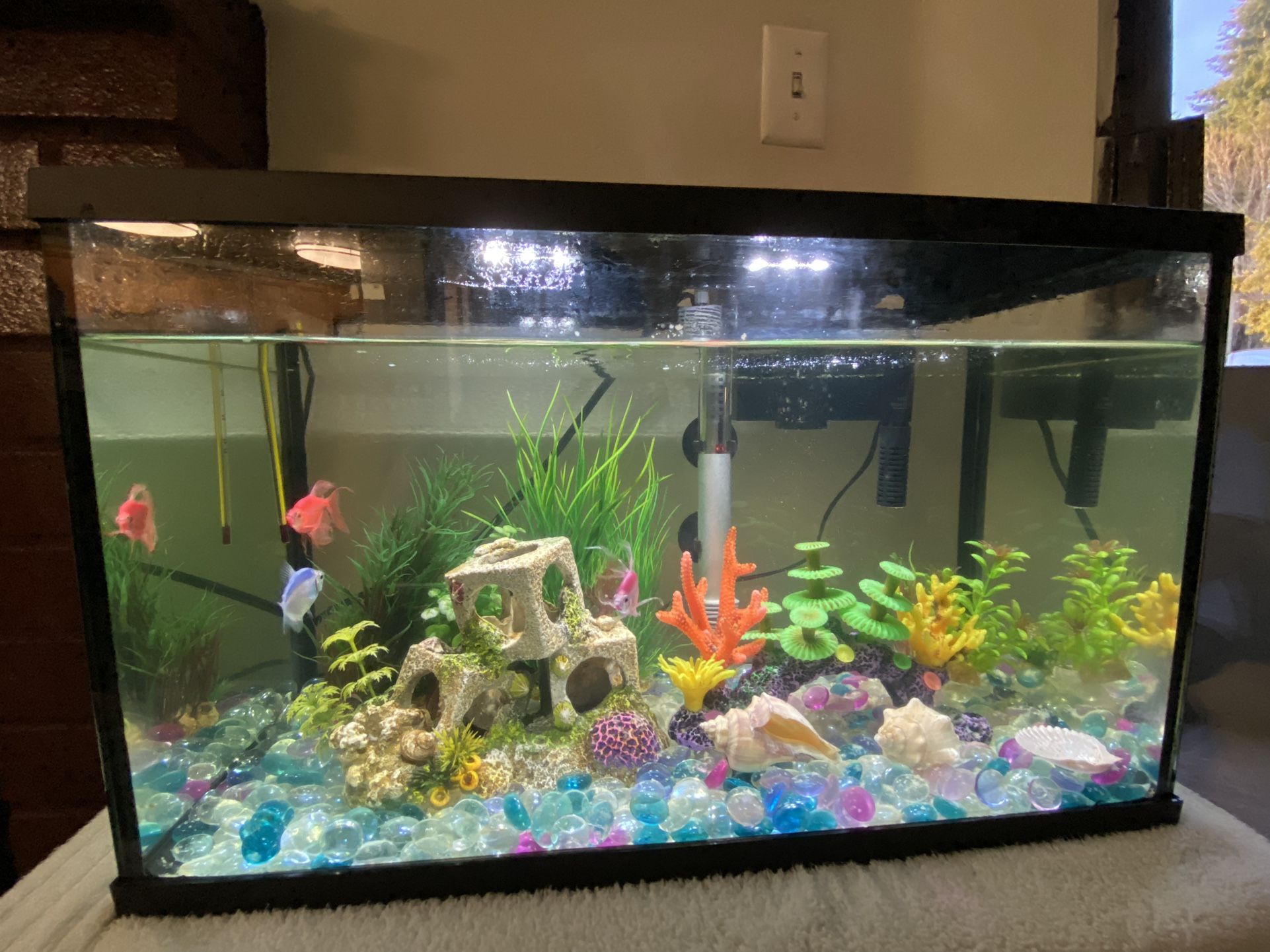 Glofish Tank for Sale in Renton, WA - OfferUp