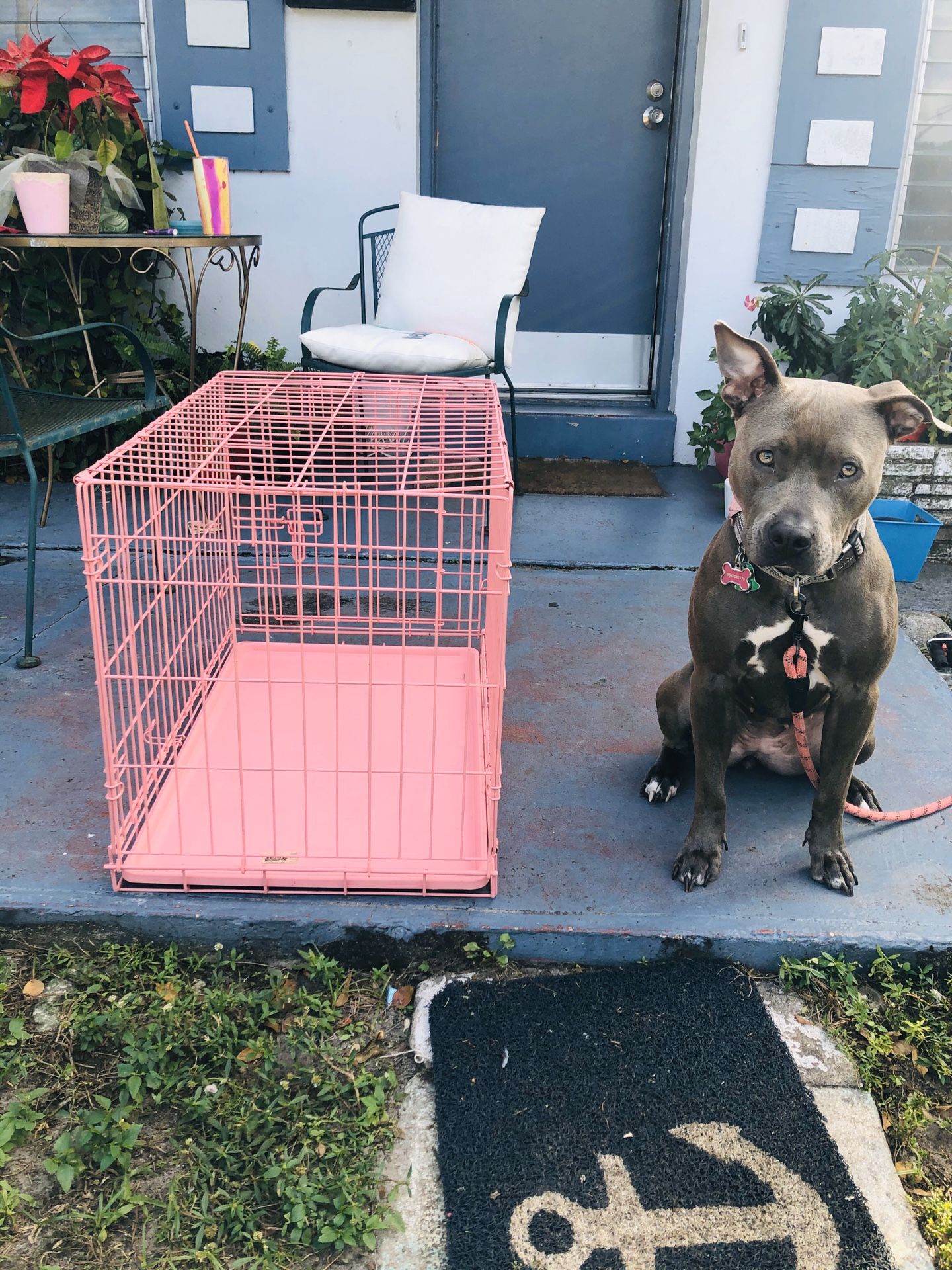 Dog crates