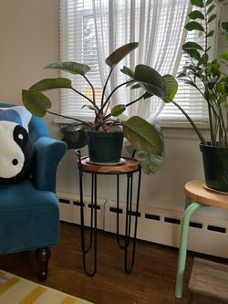 Plant stand