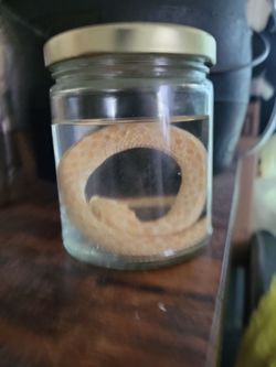 Preserved albino hognose