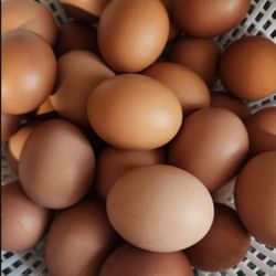 Farm Fresh Eggs 