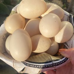 DUCK 🦆 EGGS