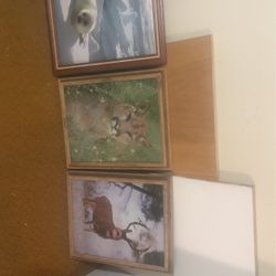 Wildlife Pictures In Frames 