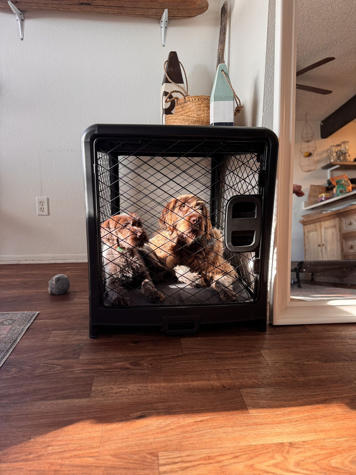 Dog Crate Diggs Revol Size “I”