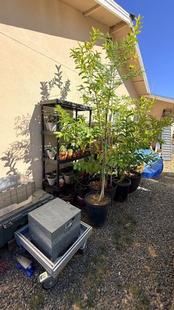 Moringa