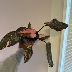 Philodendron Pink Princess Marble 