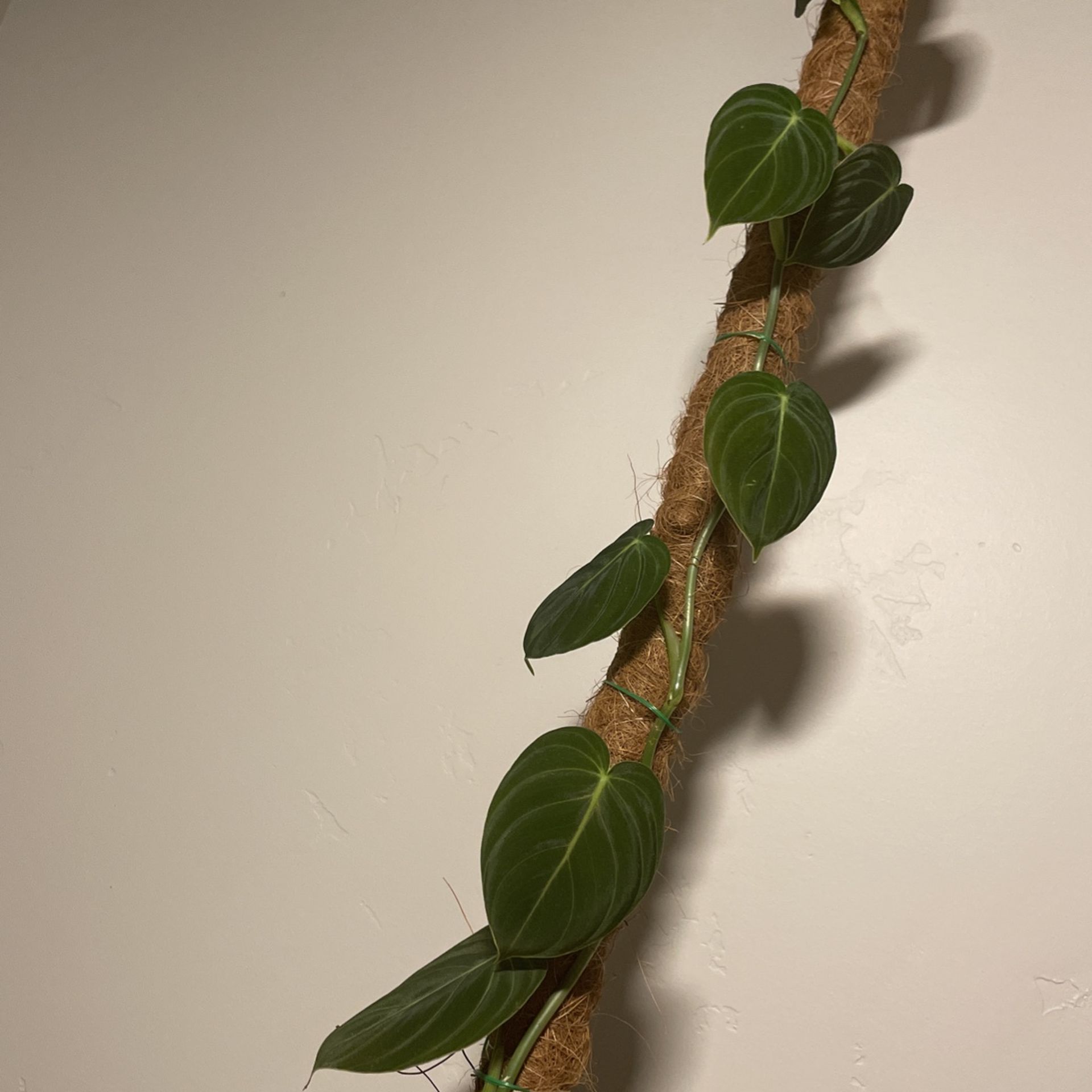 Philodendron Melanochrysum