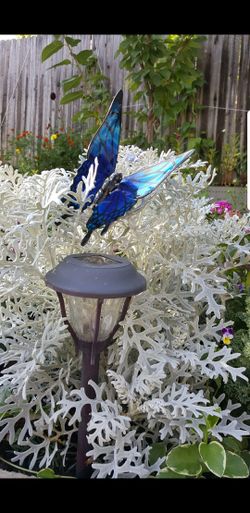 Grey Ragwort 'Silver Dust' (Senecio Cineraria) Flower Plant Perenual