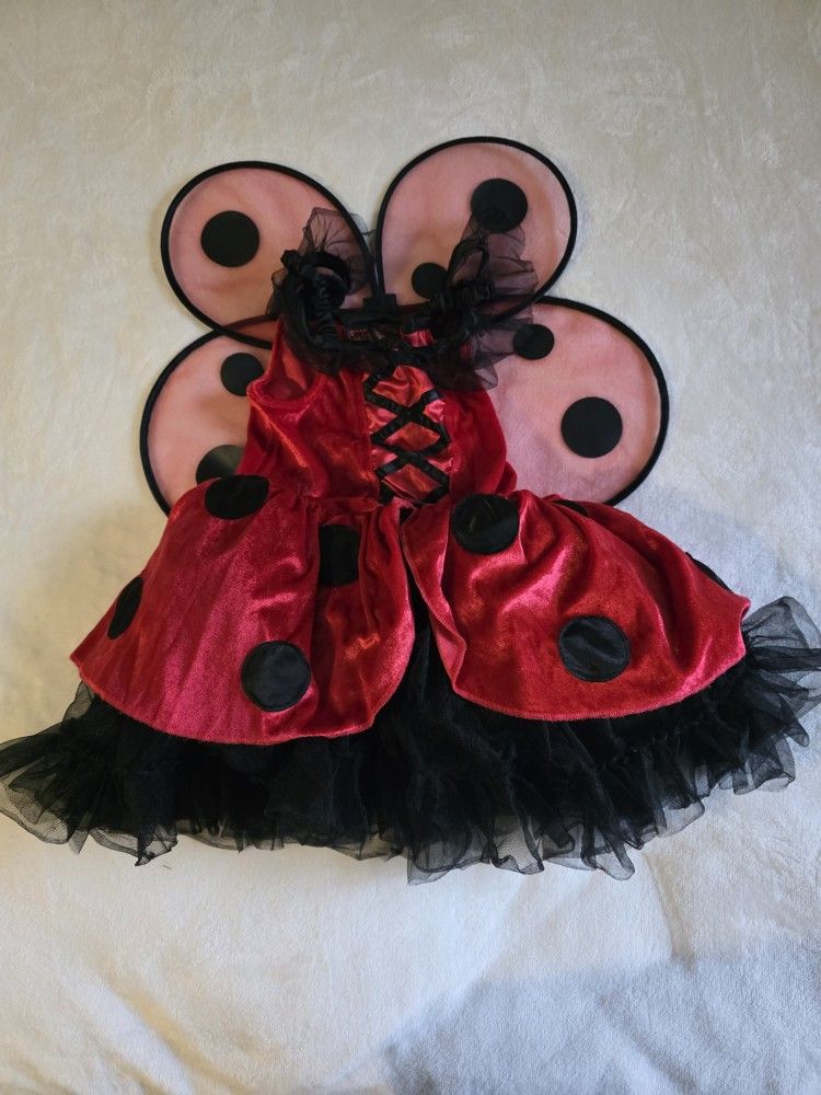Ladybug Size 4-6