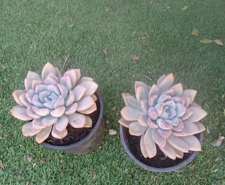 6" succulents