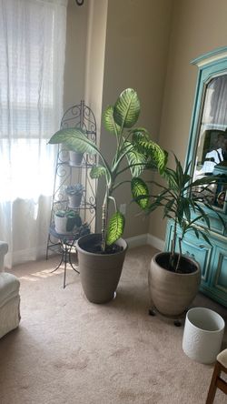 Dumb cane plant