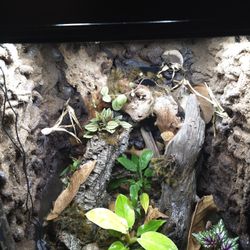 18X18X24 Bioactive Terrarium 