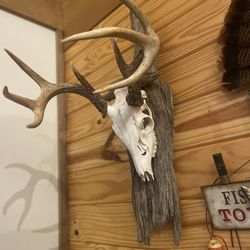 European Mounts, Skull Mounts, Turkey Mounts