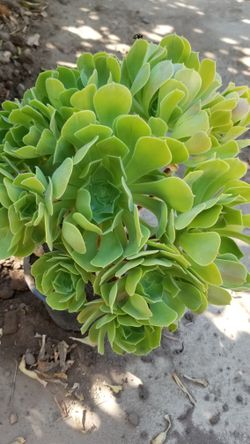 Succulents Aeonium Plant