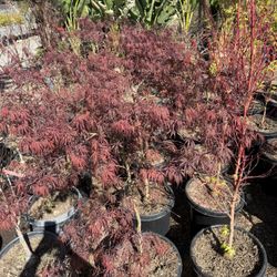 Crimson Queen Japanese Maples