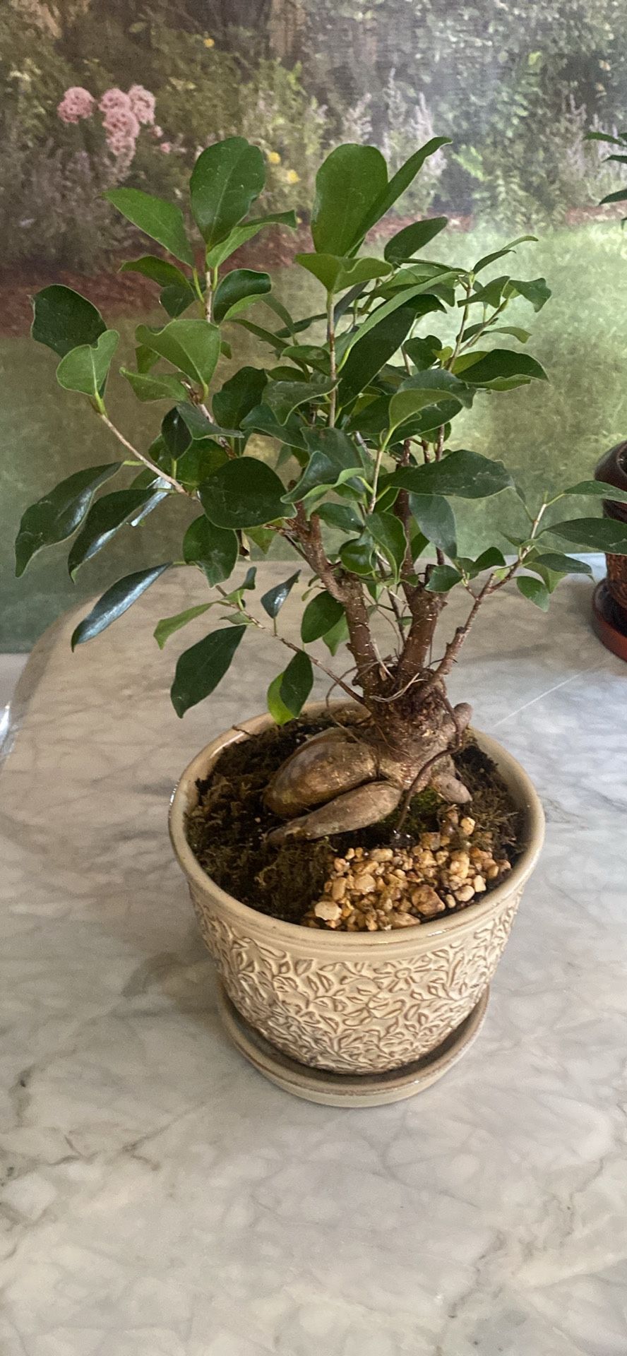 Bonsai New Ceramic Pot