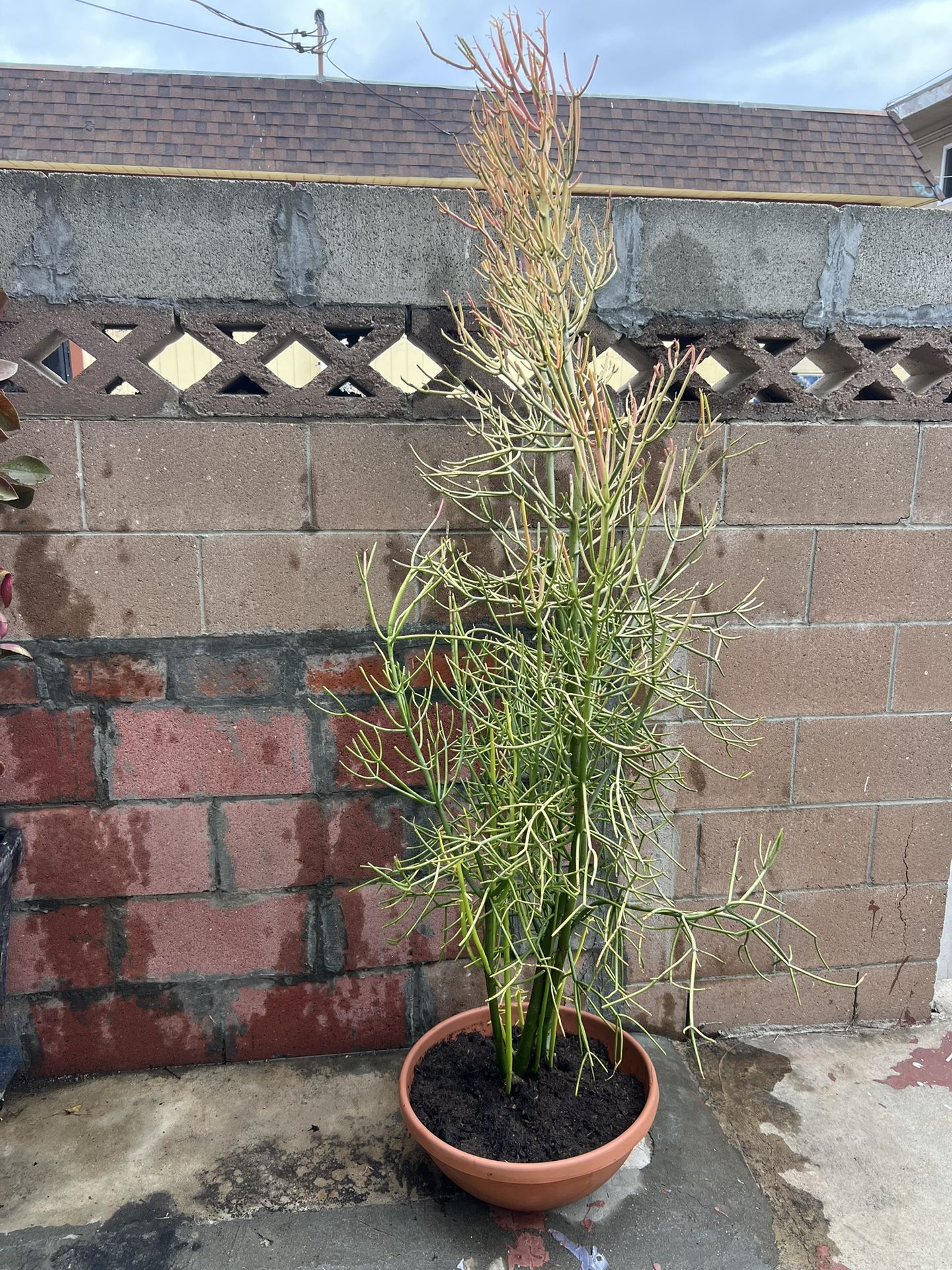Plant About 70” Tall