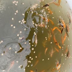 Gorgeous Koi Fishes For Sale