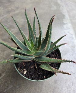 ALOE SUCCULENT CORAL FIRE PLANT 