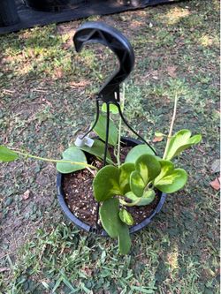 Variegated Kerrii Hoya plant