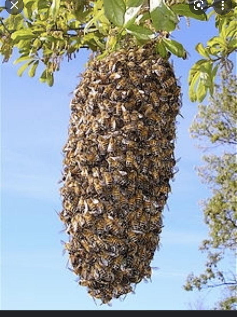 Bee Swarms