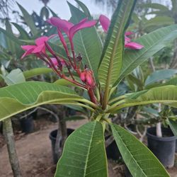 Plumerias Plants 