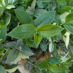 Tradescantia zebrina- Wandering Jew