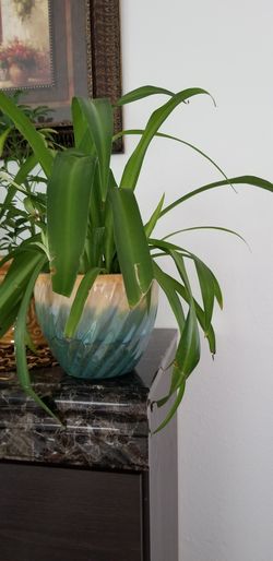 Spider Plant Care (Chlorophytum Comosum