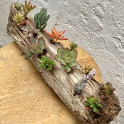 Exotic Driftwood Planter Succulent Arrangement - Multicolor Live Plants & Handmade Fast Shipping
