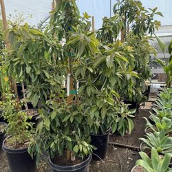 Avocados 15 Gal Ettinger, Fuerte And Zutano 