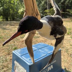 Bird Taxidermy 