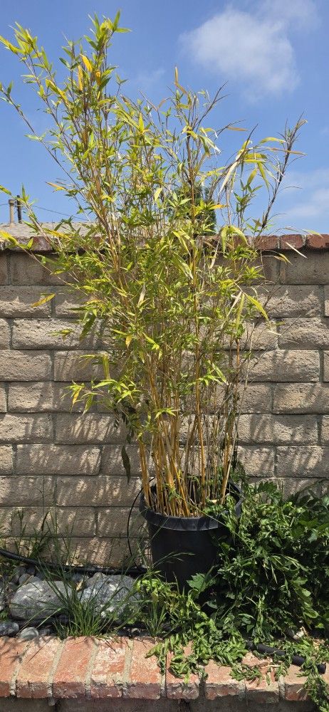 Golden Bamboo