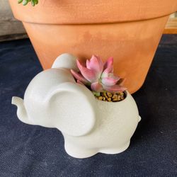 Small Cement Elephant Succulent Pot