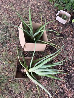 Aloe plant