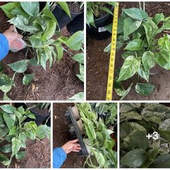 Huge leaf, thick stems, super variegated marble/snow queen pothos (6” pot); 95820